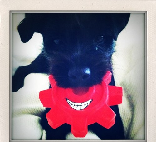 Dickyevans73's profile picture. If I'm not down the allotment, beekeeping, walking the dog or clay pigeon shooting or at the cinema with Debs, I'll be at work!