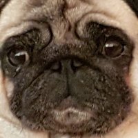 Have Towel, Will Travel ๐ฆ๐บ (@edavey2) 's Twitter Profile