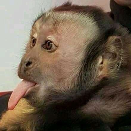 PDiemane's profile picture. 