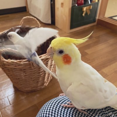 小鳥のことを呟くアカウント🐥物心ついた頃から小鳥さんがおうちにいました😊オカメインコのぴいこ♂、コザクラインコのるる♀❤️ぴぴ🌈 、シロハラインコのりりぃ♀が仲間入り☺️
動物は全部大好きですが、鳥類が一番好きです✨インコ臭は至福😍 お気軽にフォローください🕊