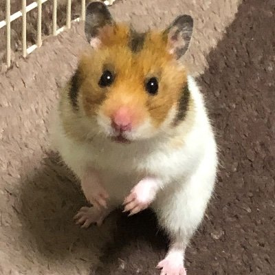 Myuu_Rei's profile picture. 16GM 🔱💎 SneakerStep👟💛☀️ さんちゃんく！ 騎士X ドズル社推しです ウロコインコ🦜います 動物、爬虫類も大好きです 無言フォローごめんなさい🙇‍♀️