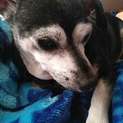 AngelsRuleAll's profile picture. SO LONG WE’VE LIVED TOGETHER UNITED IN FREEDOM!🗽DON’T LET A POLITICAL AGENDA OF LIES, HATE & CONSPIRACY THEORIES DIVIDE WHO WE ARE! ONE NATION UNDER GOD🌊🇺🇸