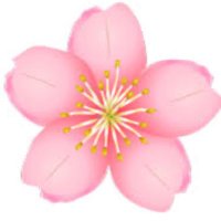 sakura (@saku_cherry39) Twitter profile photo