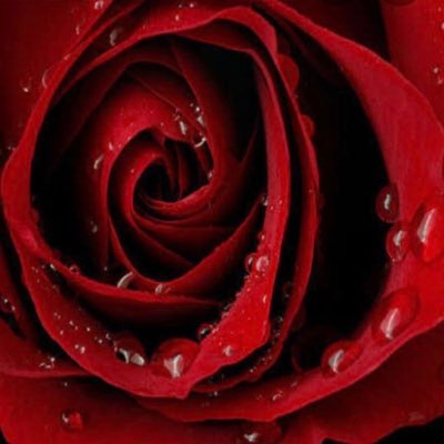 tassytas1's profile picture. 🌸💖