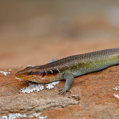 Mabuya is a genus of long-tailed skinks restricted