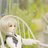 p_dolis