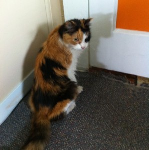 Oh hai! My name is Ginger. I'm a cute Calico cat. I had a bad life before my humans rescued me. Please help by donating online at http://t.co/opHEUtnTeZ.