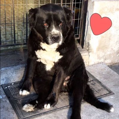 lulu_lady_evil's profile picture. maldito 2019