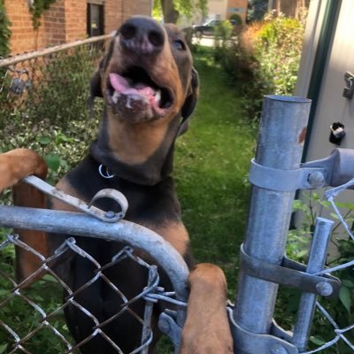 howse_o's profile picture. I love apple