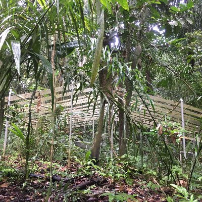 PARCHED - PAnama Rainforest CHanges with Experimental Drying is a rainfall reduction experiment in 4 lowland forests in Panama! https://t.co/yu7dGynV2I