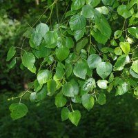 DosbarthBedwen (@dbhamadryad) 's Twitter Profile Photo