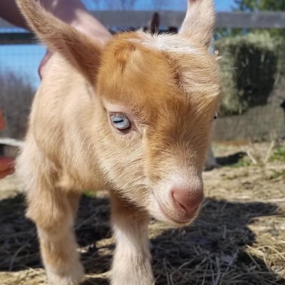 We are a small, private family run farm located in WNY. We raise show quality registered Nigerian Dwarf Dairy Goats w/ a focus on milk production .