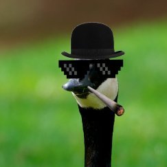 discord:SiXCent#0184
-Owner of Goosecorp
-Owner of Kermitsquad
-National Hacker
-HTP honk the planet