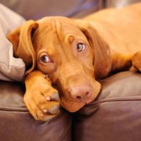 Vizsla Friend(@vizslafriend) 's Twitter Profile Photo