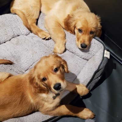 'Burgh-born Steeler fanatic in FL. Mommy to goldens Booker & Bella; missing OTRB goldens Bandit, Bubba, Bam-Bam, Bailey, Boomer and Cookie. #TRUMPSUCKS!