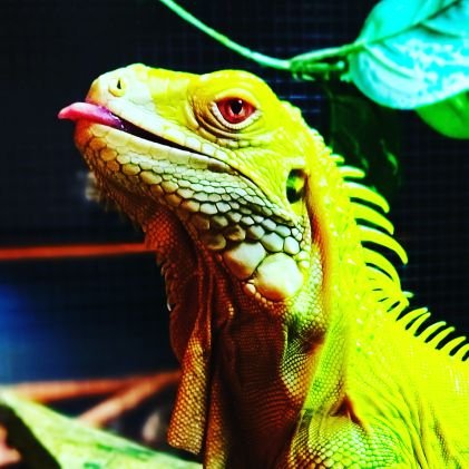 Best Care and Training for Reptiles and Pocket Pets