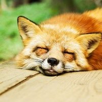 And i oop (@andioop99) 's Twitter Profile