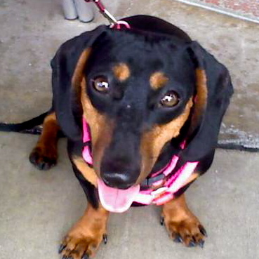I am a diva-licious Dachshund who loves cuddles, belly rubs, singing, and running around the dog park with my friends!