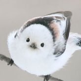 cat1020v's profile picture. ネコとアイスが大好き