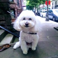 Blue Democrat🇺🇦 (@bluedemocrat3) 's Twitter Profile