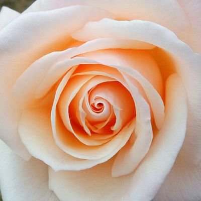 DimpleVerseさんのプロフィール画像