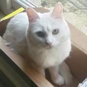 NoorDimpleさんのプロフィール画像