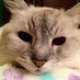 Christine 🇺🇦🌻🇺🇦 (@catmum1932) Twitter profile photo Christine 🇺🇦🌻🇺🇦 (@catmum1932) Twitter profile photo