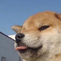 sssssuperpig (@stevenz11352825) 's Twitter Profile Photo