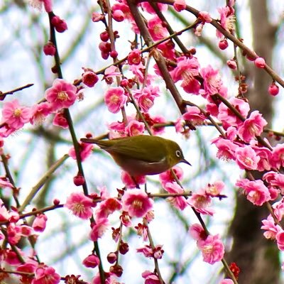 nor1125's profile picture. 合唱と旅行と