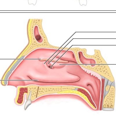 mw_imam's profile picture. Allergist. Immunologist. Very curious.