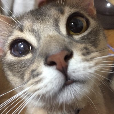 nannennen's profile picture. ネコと魚の画像をぜひ見てください。