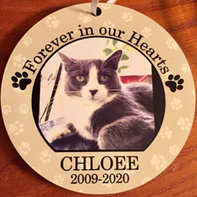 Chloee:01/15/09 - 09/08/20🌈 #Chloeeee #CoolChloee 🐾 Me and my Calico sisfur #CuteCalli 💞💖 Calli: GD 9/28/17 Our other sis is @curly_eared_cat 💕