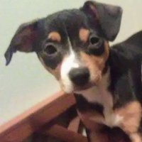 AnimalsRTs (@animalsrts) 's Twitter Profile