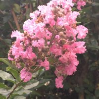 kemal yamankaradeniz (@kemalyamankara1) 's Twitter Profile