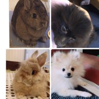 はなももすず🍋🍓🌸🍑🔔 (@2rabbit3pompom) 's Twitter Profile Photo