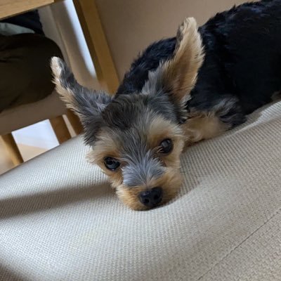 犬が好き🐶わがままな甘えん坊で耳が大きいヨーキーを飼っています。ぜひ、フォローお願いします