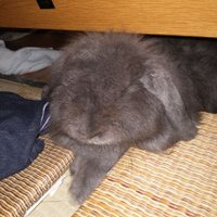 rink (@rinkingtime) 's Twitter Profile