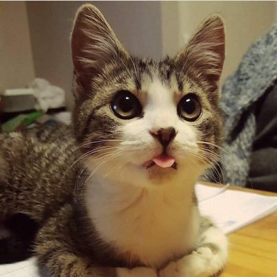 kouhei1109y's profile picture. 乃木坂/堀未央奈/梅澤美波/99line/無言フォローすいません！/フォロバしていただけるとありがたいです！