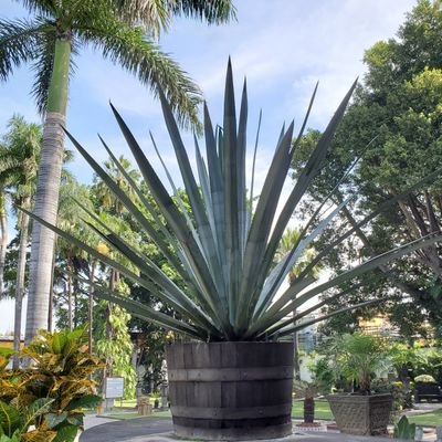 好物は以下の通り。
Tequila/Music/Dance/Live/🎬/🍴☕🍰/Travel🌍/♨️/🎆
