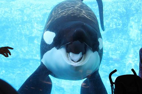 I'm a 'Verified' Killer Whale. Yeah it's true killed 3 people at Sea World yo, just got out the clink for my last 187 ya'll, I'm gangsta. (Parody Account)