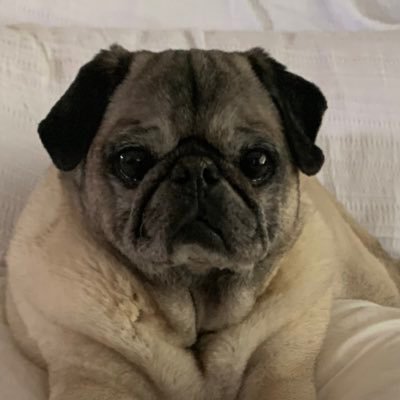 Hi, I’m 14!  When my pug-sister, Sophia, passed away & my 3 big bros finished college 👨‍🎓, my 🏡 just wasn’t the same... so, I took off to see the 🌎!