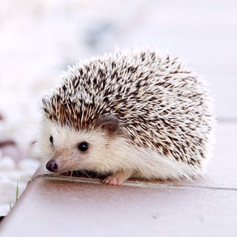 doubutu_kawa1's profile picture. 猫派、犬派、関係なく、動物ってかわいいね💛