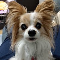 カノンとボイルの日常、主は永く闘病中 (@hsp302506) 's Twitter Profile