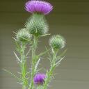 Jess Young - @tartanthistle - Twitter