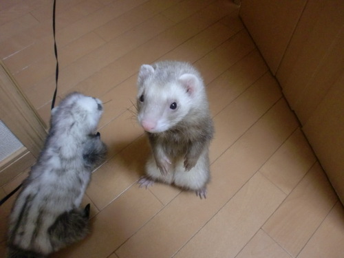 きんちゃん (@kinchan1102) / Posts / X