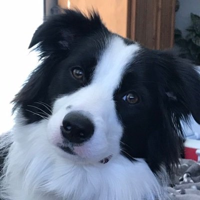 A friendly Niagara born-and-raised 🇨🇦 owned by a sweet, funny Border Collie. After 25+ yrs in the USA, fled Trump's America and came home! 🍁Oh Canada!🍁