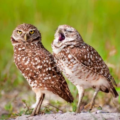 PokeRogueX's profile picture. I like reading, writing, libraries, anime, movies, lots of food, and creating as many daydream universes as possible. Oh and breathing, that too.