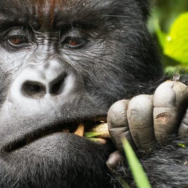 チョコゴリラ🦍マンガ好きさんのプロフィール画像