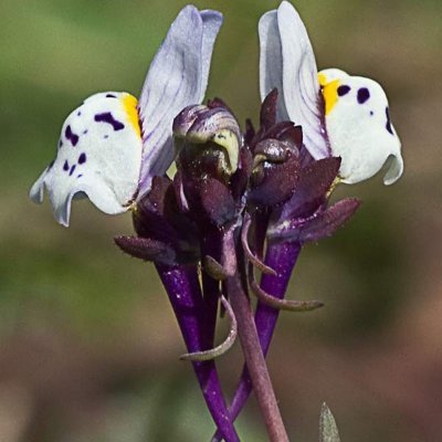 Linariaamethyst's profile picture. Bióloga, Profe interina de ciencias. 🦅🌳🐞🦎🌼🔬🔎