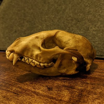 Greyscaleさんのプロフィール画像
